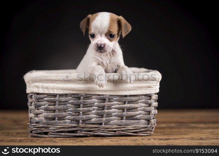 Dog in a wicker basket