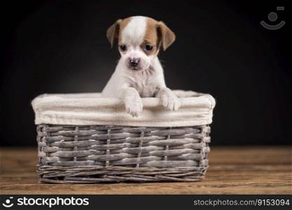 Dog in a wicker basket