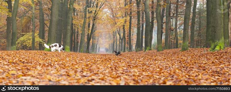 dog in autumnal forest near dutch towns of zeist and utrecht in the fall