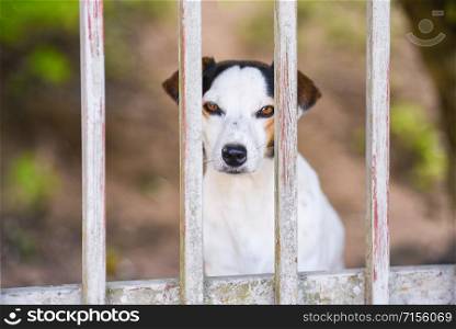 dog in fence / sad dog animal pet