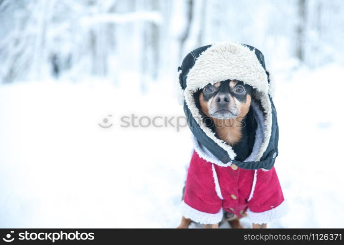 Dog in funny hat and a sheepskin coat. Winter theme, cold, dog clothes, christmas, new year, dog year. Dog in Winter clothes , space for text.