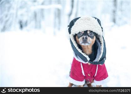 Dog in funny hat and a sheepskin coat. Winter theme, cold, dog clothes, christmas, new year, dog year. Dog in Winter clothes , space for text.