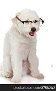 dog in glasses isolated on white background