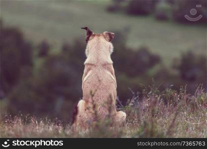 dog in mountains meadow