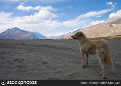 Dog in Nubra valley with mountain backdrop, Leh, Ladakh, India