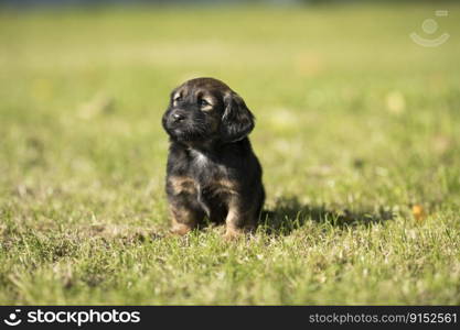 Dog in on the grass background