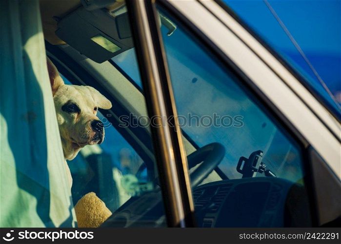 Dog in rv c&er car looking trought window pane. Motorhome traveling with pet. Danger of pet overheating or hypothermia.. Dog inside c&er car
