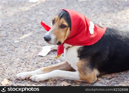 dog in scarf lying on the ground
