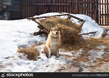 Dog in the background objects of a rural life. Winter.