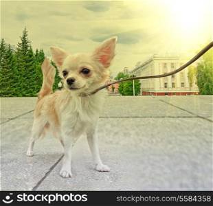 dog in the city background, walking with chihuahua puppy