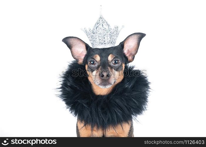 Dog in the crown and a boa, a king, the prince , Isolated on a white portrait of a stylish dog