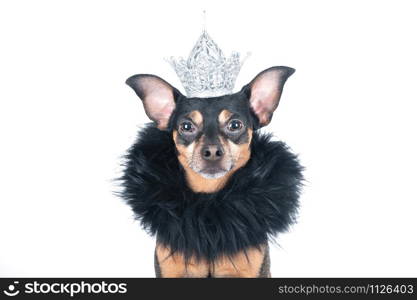 Dog in the crown and a boa, a king, the prince , Isolated on a white portrait of a stylish dog