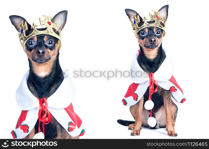 Dog in the crown, like a king, a prince. Portrait of a close-up of a dog of black color, toyterrier, chihuahua