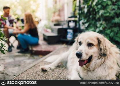 Dog in the foreground and young couple smiling sitting on the steps outside the wooden cabin in the background