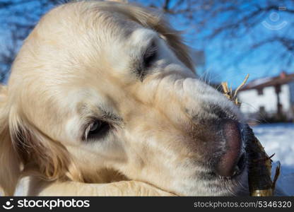 Dog in the winter forest