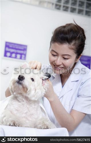 Dog in veterinarian&rsquo;s office