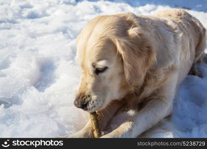 Dog in winter forest