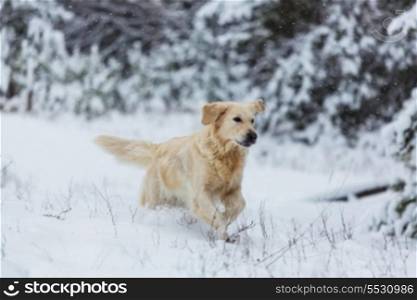 dog in winter forest