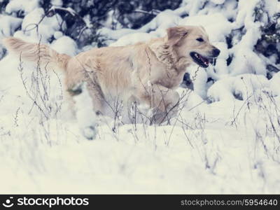 Dog in winter forest