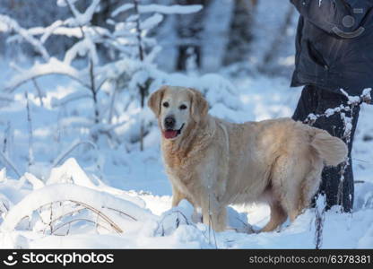 Dog in winter forest