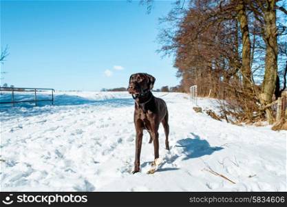 Dog in winter landscape covered with snow