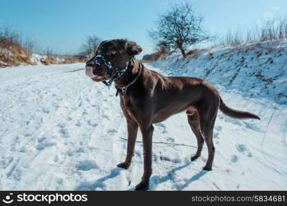 Dog in winter landscape covered with snow