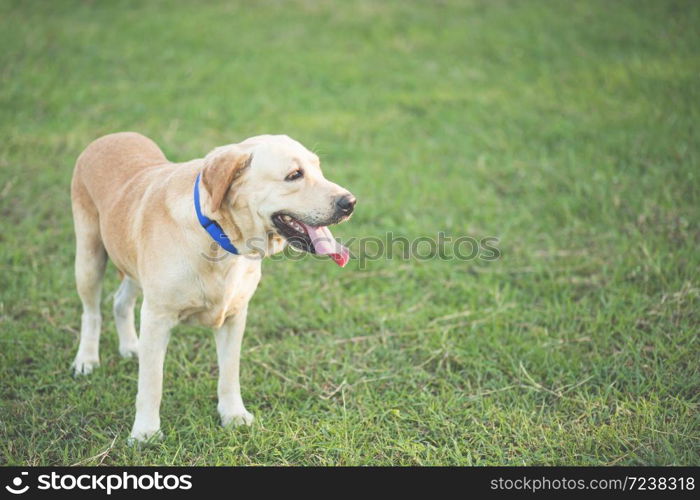 Dog is looking for owners in the park.