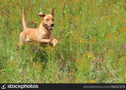 Dog jumping through long grass
