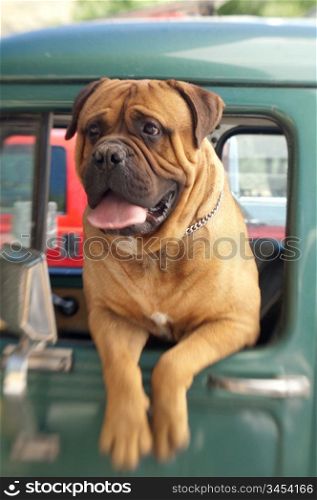 Dog Leaning Out Of Truck Window