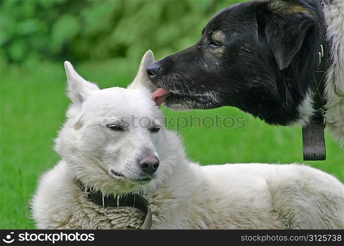Dog licking another dog