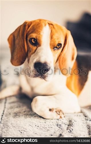 Dog lie down on sofa in bright room on blanket. Copy space portrait background. Dog lie down on sofa in bright room on blanket. Copy space