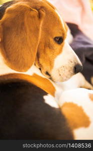 Dog lie on backyard furniture on sunny spring day. Dog portrait. Beagle dog background. Dog lie on backyard furniture on sunny spring day. Dog portrait