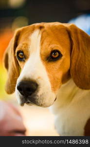 Dog lie on backyard furniture on sunny spring day. Dog portrait. Beagle dog background. Dog lie on backyard furniture on sunny spring day. Dog portrait