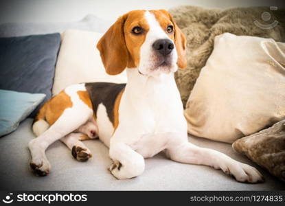 Dog lie on sofa. Looking around, looking proud. Dog lie on sofa in living room