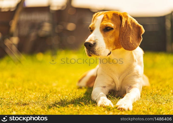 Dog lieing on grass in backyard on sunny spring day. Beagle dog background. Dog lieing on grass in backyard on sunny spring day.