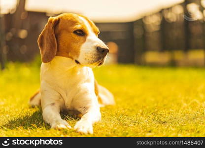 Dog lieing on grass in backyard on sunny spring day. Beagle dog background. Dog lieing on grass in backyard on sunny spring day.