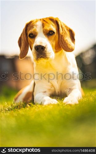 Dog lieing on grass in backyard on sunny spring day. Beagle dog background. Dog lieing on grass in backyard on sunny spring day.