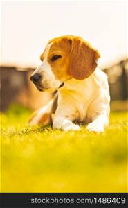 Dog lieing on grass in backyard on sunny spring day. Beagle dog background. Dog lieing on grass in backyard on sunny spring day.