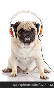 dog listening to music. Pug Dog isolated on White Background