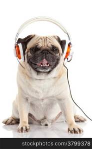 dog listening to music. Pug Dog isolated on White Background