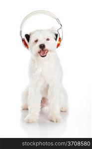 dog listening to music with headphones isolated on white background.