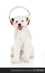 dog listening to music with headphones isolated on white background.