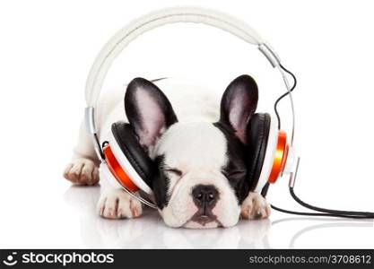 dog listening to music with headphones isolated on white background. French bulldog puppy portrait on a white background