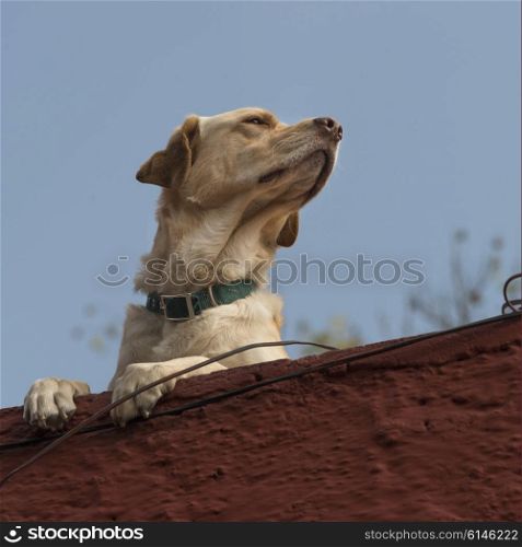 Dog looking over a wall, Zona Centro, San Miguel de Allende, Guanajuato, Mexico