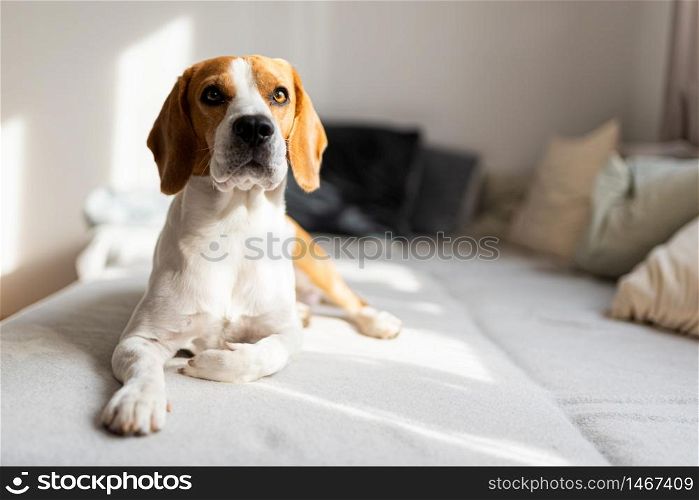 Dog lying down on a couch in bright room. Sadness concept. Copy space on right. Dog lying down on a couch in bright room.