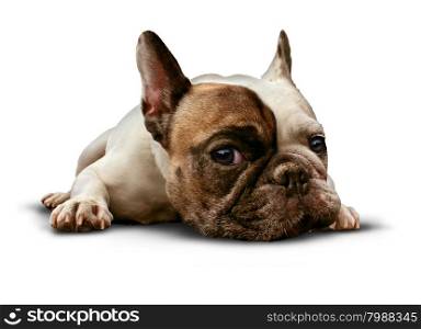 Dog lying down on a white background as a cute french bulldog looking sad and lonely or laying on the floor as a relaxed obedient and trained pet canine as a symbol for veterinary care.