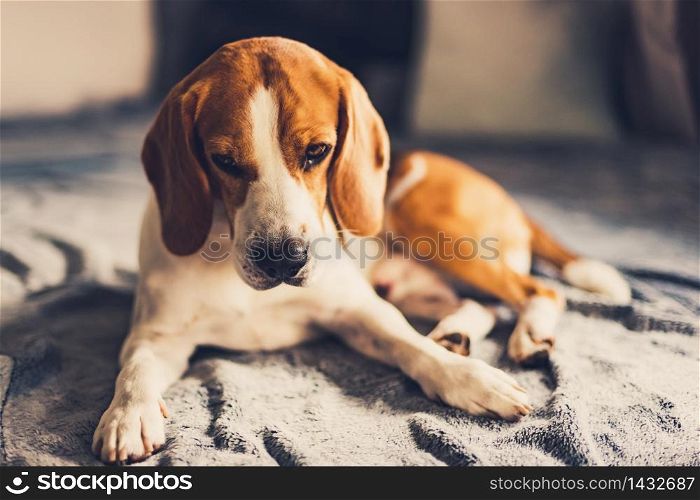 Dog lying down on sofa in bright room on blanket. Copy space portrait background. Dog lying down on sofa in bright room on blanket. Copy space
