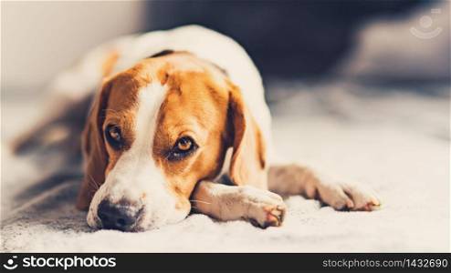 Dog lying down on sofa in bright room on blanket. Copy space portrait background. Dog lying down on sofa in bright room on blanket. Copy space