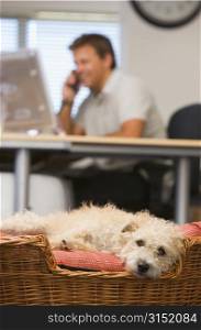 Dog lying in home office with man in background