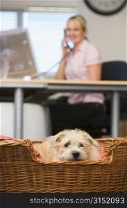 Dog lying in home office with woman in background
